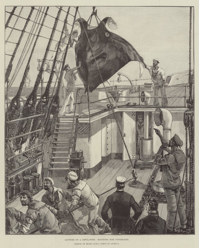 Captura de un pez diablo, izándolo a bordo de William Heysham Overend