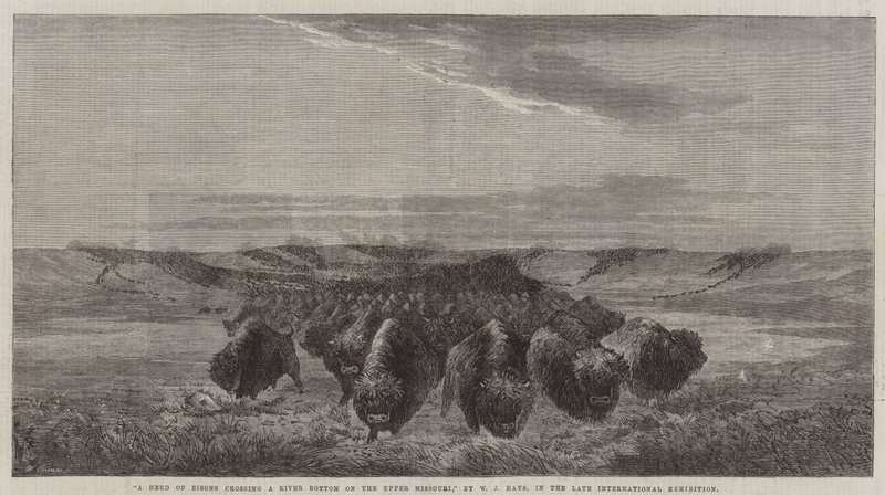 Una manada de bisontes cruzando un fondo de río en el Alto Missouri, en la última exposición internacional de William Jacob, Sr. Hays