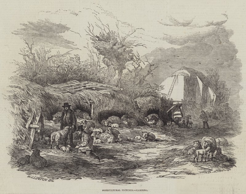 Imágenes agrícolas, parición de corderos de William James Linton