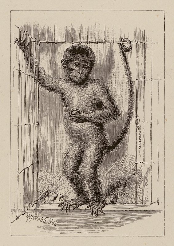 El mono negro (grabado) de William James Webbe