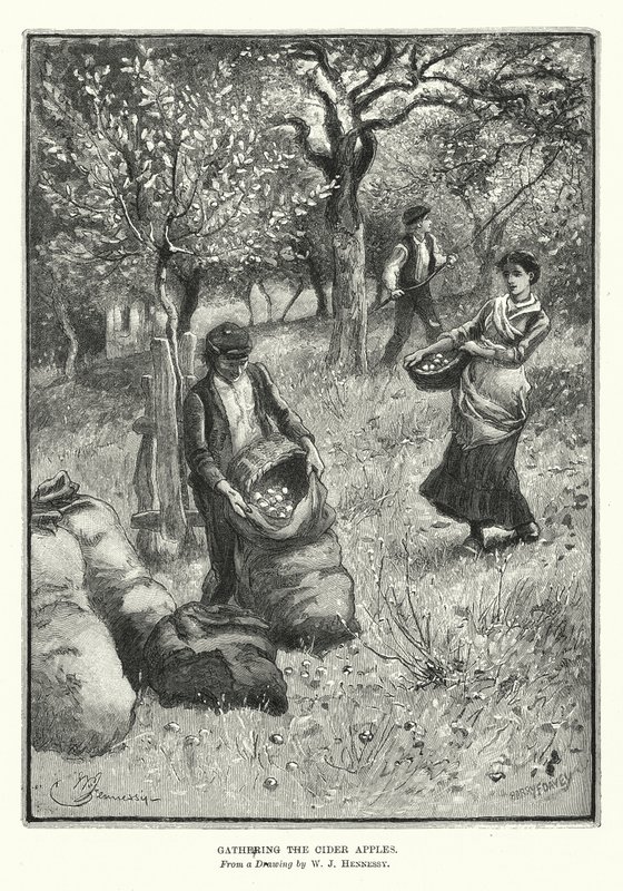 Recogida de las manzanas de sidra (litografía) de William John Hennessy