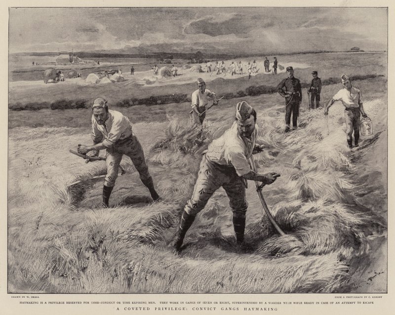 Un privilegio codiciado, cuadrillas de convictos haciendo heno de William Small