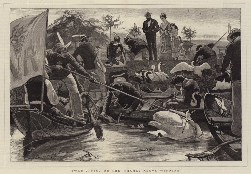Caza de Cisnes en el Támesis sobre Windsor de William Small