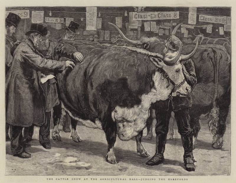 La feria de ganado en el Agricultural Hall, juzgando a los Herefords de William Small