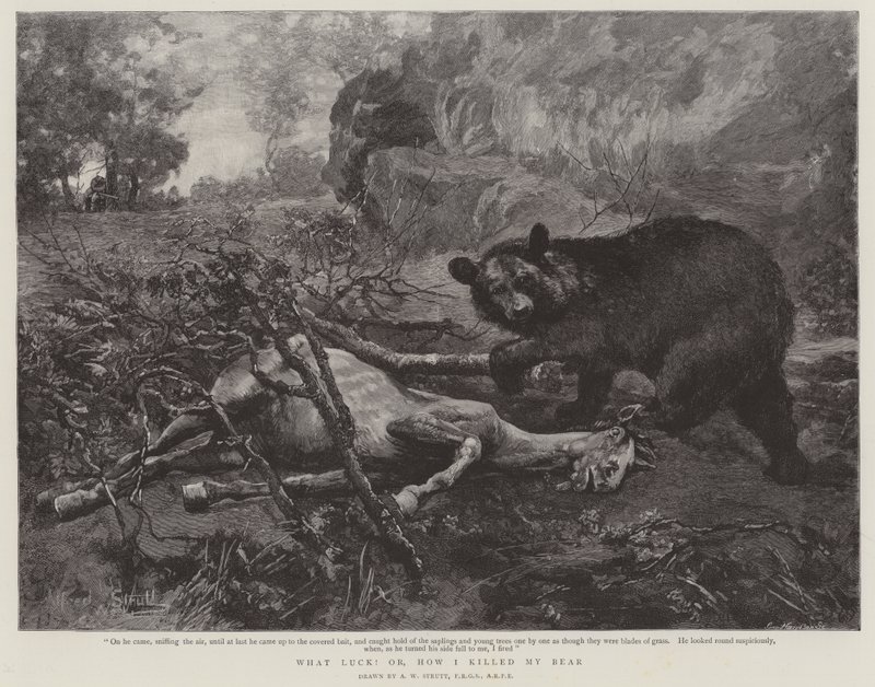 ¡Qué suerte! o, Cómo maté a mi oso de William Strutt