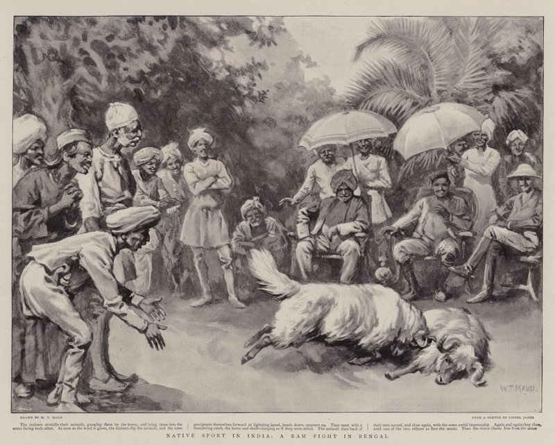 Deporte nativo en India, una pelea de carneros en Bengala de William T. Maud
