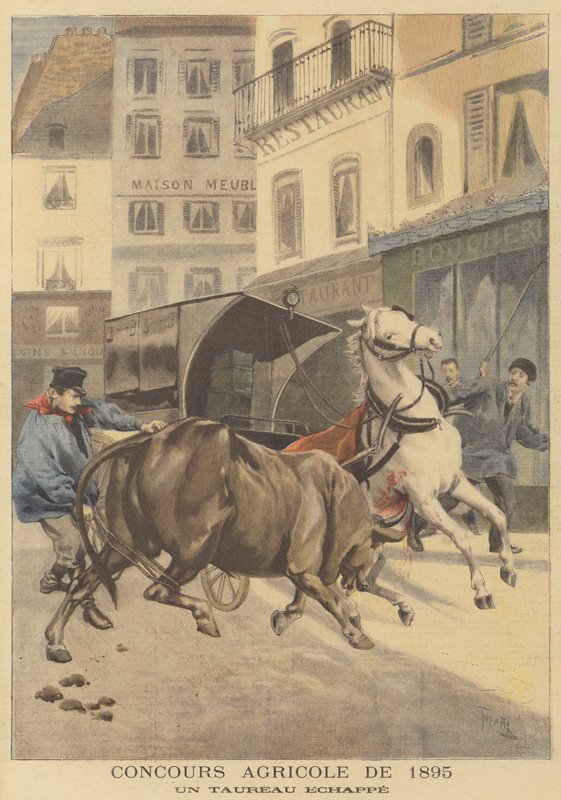 Exposición agrícola de 1895. Un toro escapado de after Oswaldo Tofani