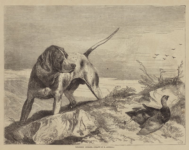 Urogallo herido de after Richard Ansdell