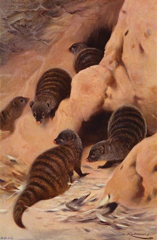 Mangosta rayada de after Wilhelm Kuhnert