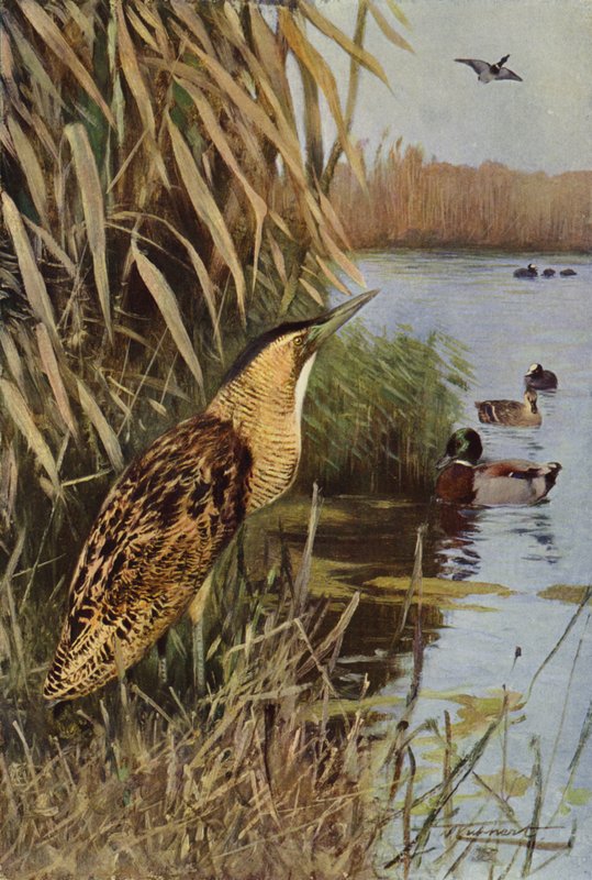 Avetoro de after Wilhelm Kuhnert