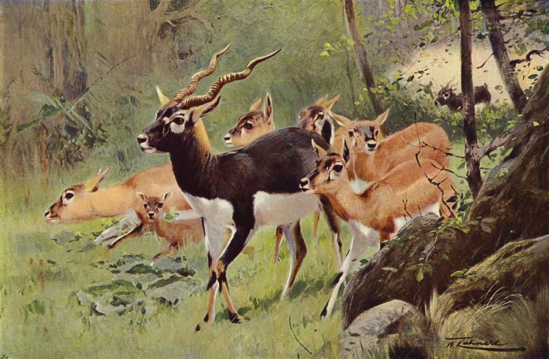 Antílope negro de after Wilhelm Kuhnert