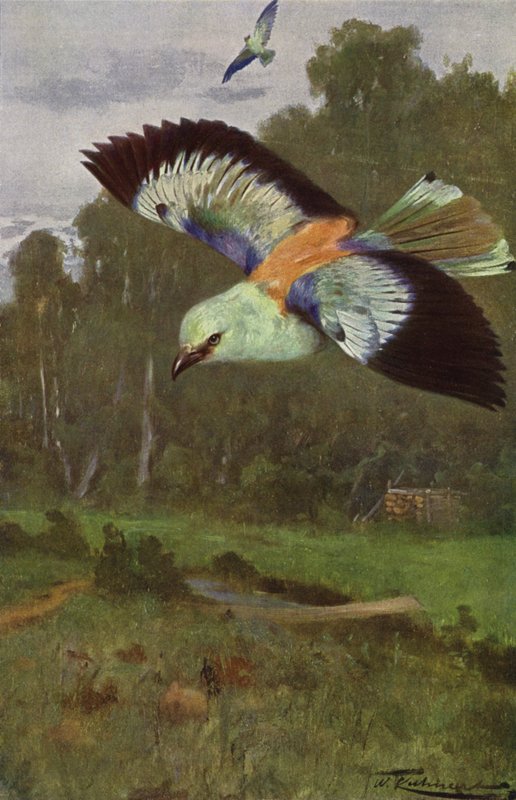 Carraca de after Wilhelm Kuhnert