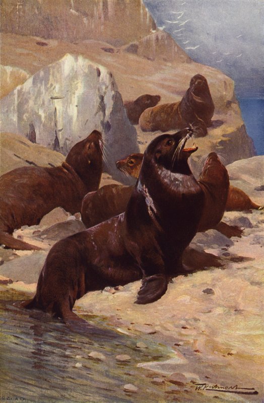 León marino de California de after Wilhelm Kuhnert