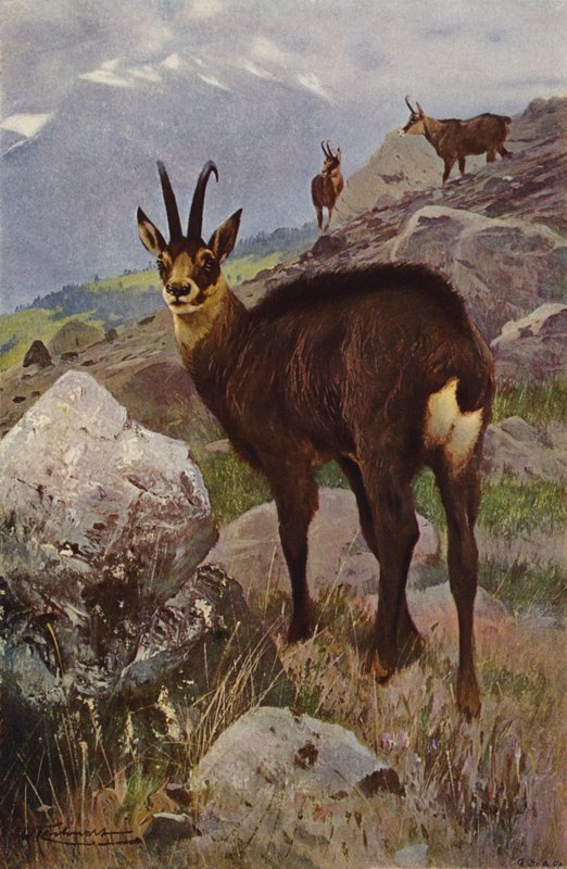 Rebeco de after Wilhelm Kuhnert