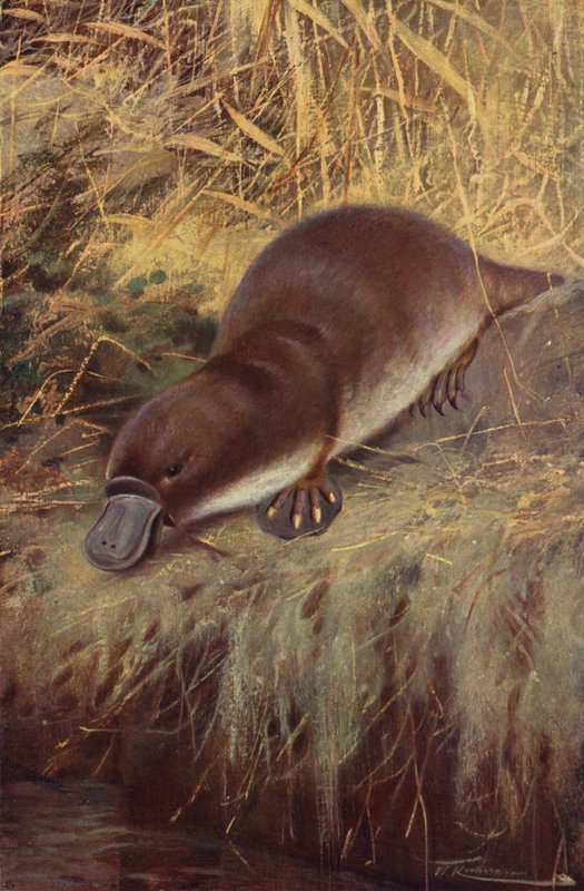Ornitorrinco de after Wilhelm Kuhnert