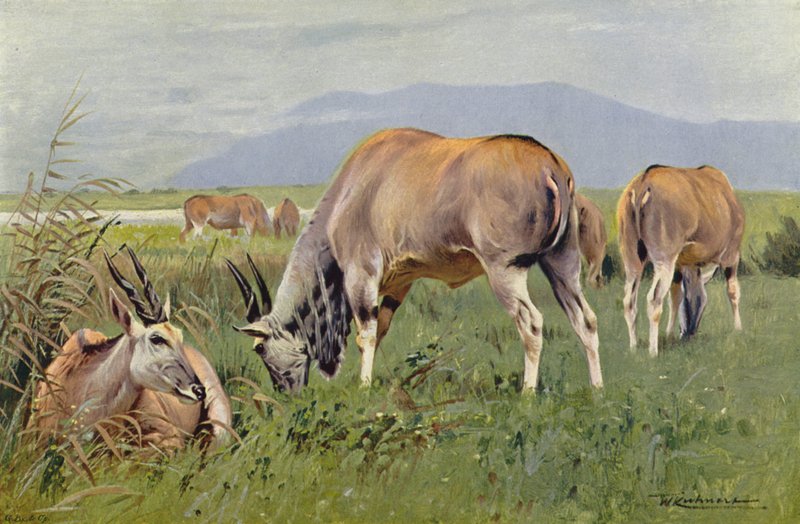 Eland de after Wilhelm Kuhnert