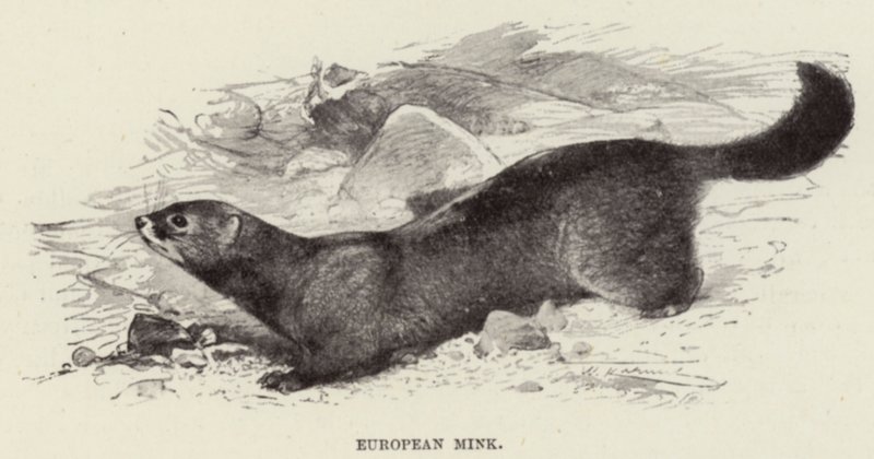 Visón europeo de after Wilhelm Kuhnert
