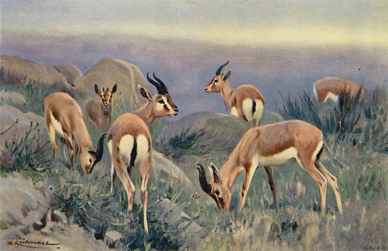 Gacela de after Wilhelm Kuhnert