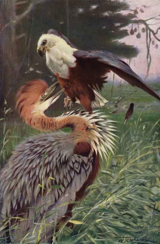 Garza gigante y águila marina de after Wilhelm Kuhnert