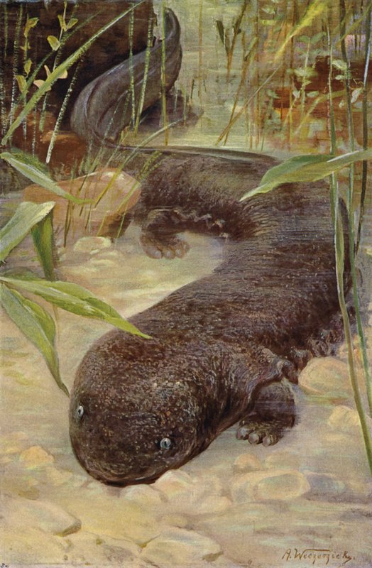 Salamandra gigante de after Wilhelm Kuhnert