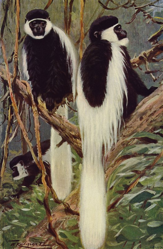 Guereza de after Wilhelm Kuhnert