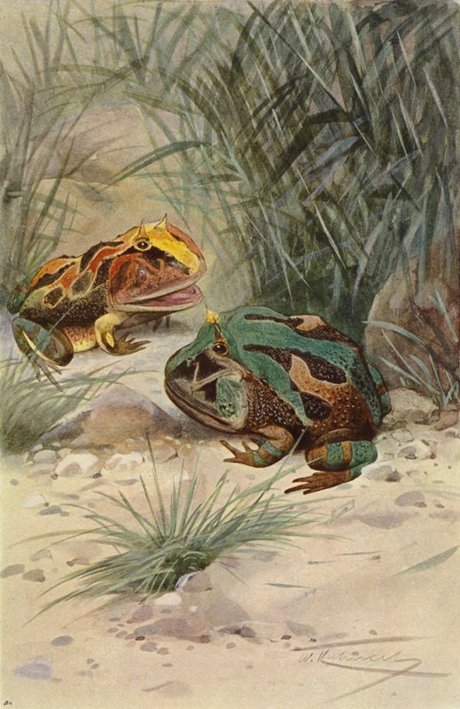 Rana cornuda de after Wilhelm Kuhnert