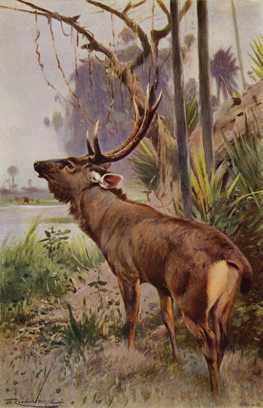 Sambar de after Wilhelm Kuhnert