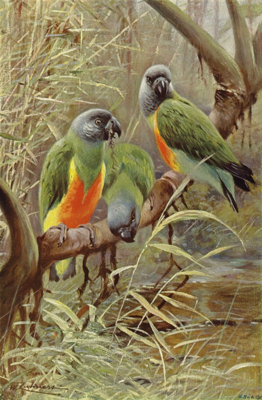 Loro de Senegal de after Wilhelm Kuhnert
