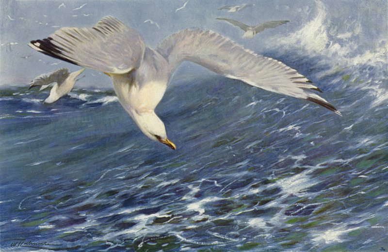 Gaviota plateada de after Wilhelm Kuhnert