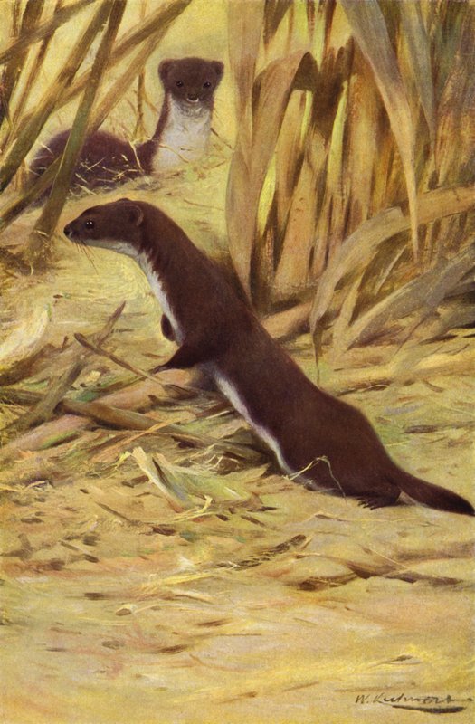 Comadreja de after Wilhelm Kuhnert