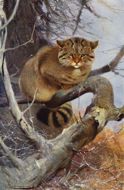 Gato Montés de after Wilhelm Kuhnert