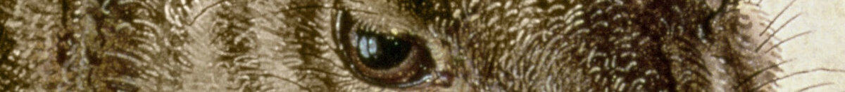Liebre joven (Albrecht Dürer), Detail: Kopf mit Auge und Schnurrhaaren