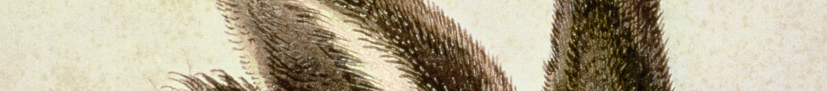 Liebre joven (Albrecht Dürer), Detail: Aufgerichtete Ohren