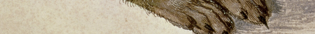 Liebre joven (Albrecht Dürer), Detail: Vorderpfoten und Brustfell