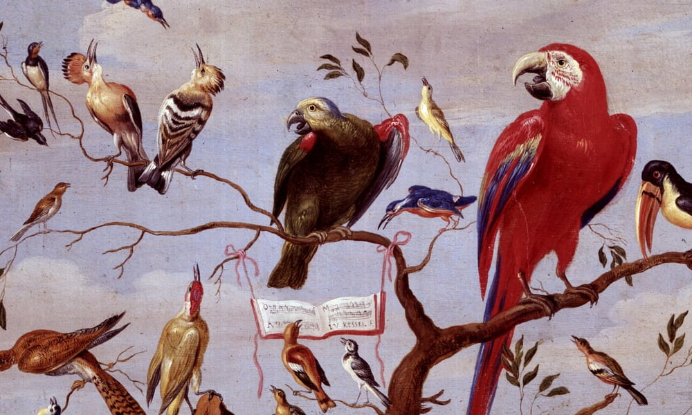 Pájaros