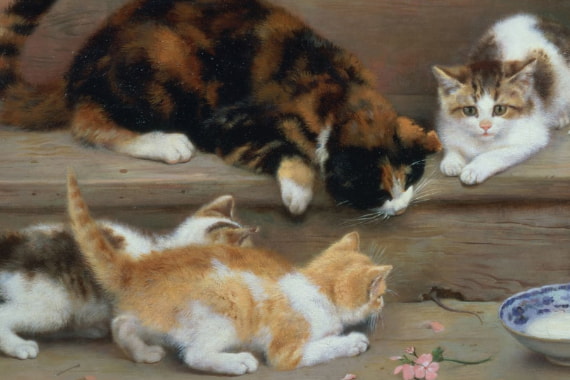 Mascotas
