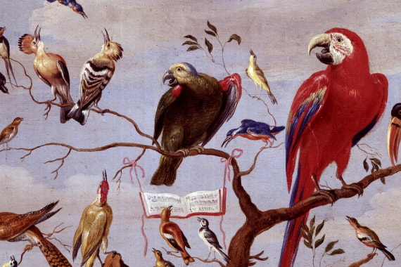 Pájaros