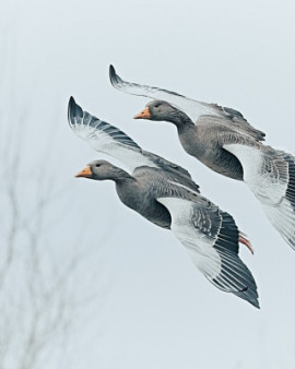 Stuart Williams