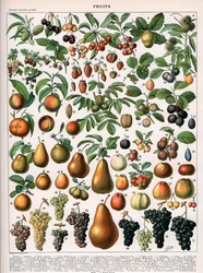 Ilustración de variedades de frutas, c.1905-10 (litografía en color)