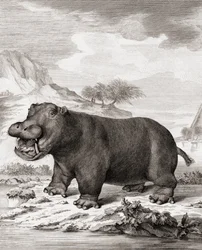 Un hipopótamo (Hippopotamus amphibius)