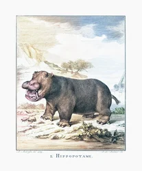 Un hipopótamo (Hippopotamus amphibius)