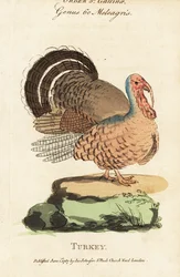 Pavo, Meleagris gallopavo
