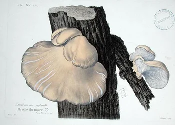 Dendrosarcos juglandis, placa 20 de 