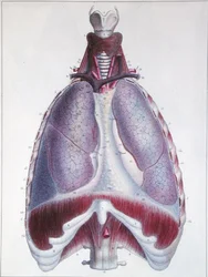 Anatomía de los pulmones, de 
