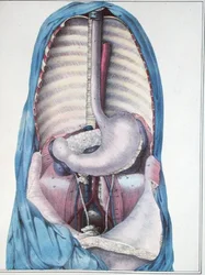 Anatomía del esófago y el estómago, de 