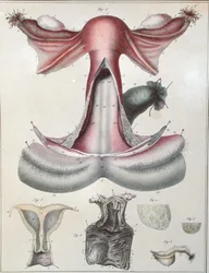 Anatomía del útero, de 