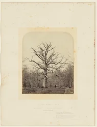 Roble de la Reina Ana