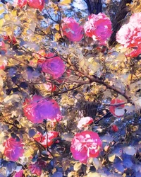 Rosas para la Virgen María.