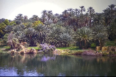 Palmeras en el Nilo