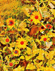 Girasoles para Van Gogh.
